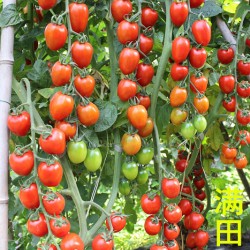 供应满田2028樱桃番茄—番茄种子