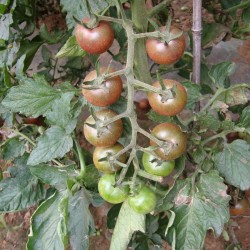 供应紫田樱桃番茄—番茄种子