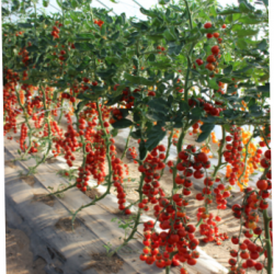 供应满田2024樱桃番茄—番茄种子