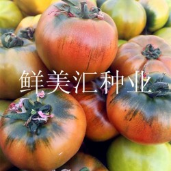 供应嘎啦番茄（西红柿）绿腚柿子种子——梦味