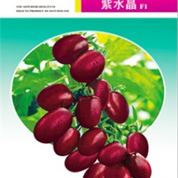 供应紫水晶-番茄种子