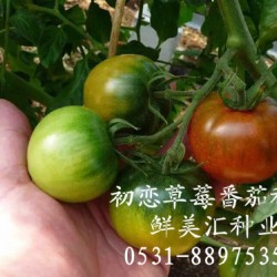 供应草莓番茄(西红柿）种子—初恋