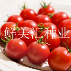 供应红双喜水果樱桃番茄种子