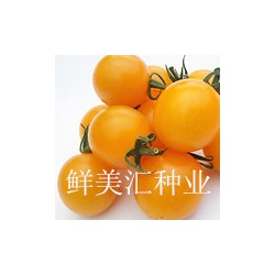 供应樱桃番茄种子——黄玉