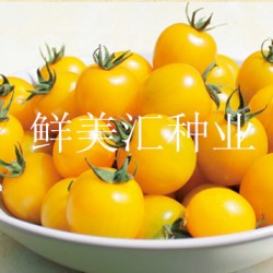 供应黄色水果番茄种子——晴美