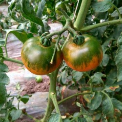 供应日本进口绿腚柿子（绿腚番茄）种子