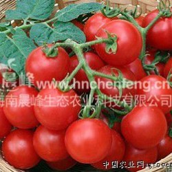 供应番茄种子-甜樱桃番茄--格兰仕