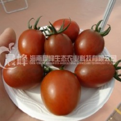 供应番茄种子-紫圣女