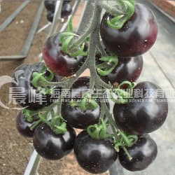 供应黑宝石-番茄种子