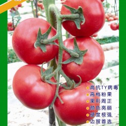 供应菲凡1301—番茄种子