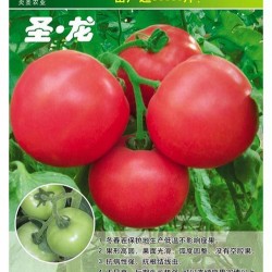 供应圣.龙-番茄种子