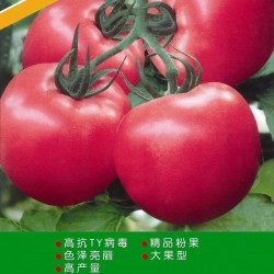 供应菲凡1308—番茄种子
