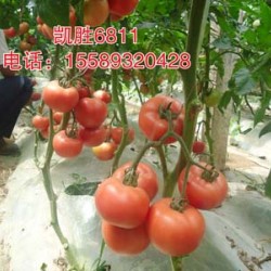 供应凯特6811番茄种子