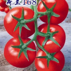 供应荷兰168—番茄种子