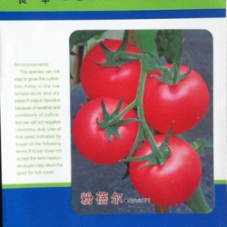 供应粉蓓尔—番茄种子