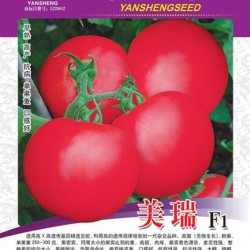 供应美瑞F1-番茄种子