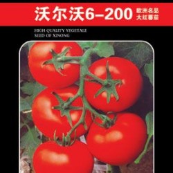 供应沃尔沃6-200大红番茄—番茄种子
