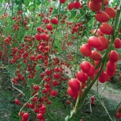 供应圣安娜1002—番茄种子