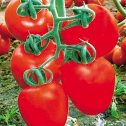 供应圣火—番茄种子