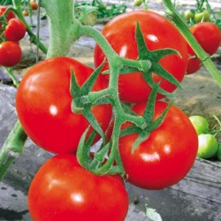 供应状元红027—番茄种子