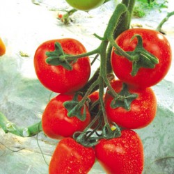 供应**—番茄种子