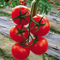 供应状元红029—番茄种子