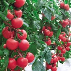 供应粉吉瑞F1—番茄种子
