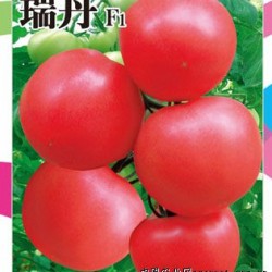 供应瑞丹F1—番茄种子