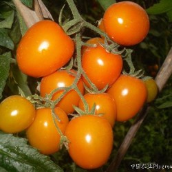 供应金利—番茄种子