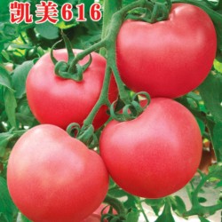 供应凯美616—番茄种子