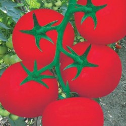 供应钻石202硬果番茄—番茄种子