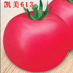 供应凯美613—番茄种子
