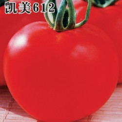 供应凯美612—番茄种子
