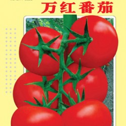 供应万红番茄—番茄种子