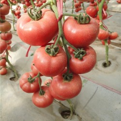 供应粉莲娜109－大果番茄种子