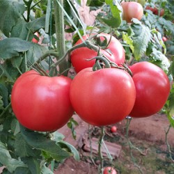 供应粉莲娜108－大果番茄种子