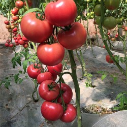 供应3689—大果番茄种子