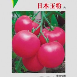 供应日本玉粉—番茄种子