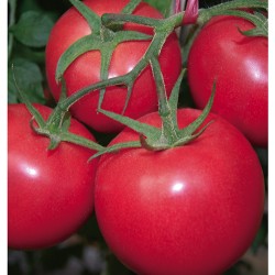 供应奥达—番茄种子