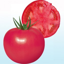 供应菲莫斯—番茄种子