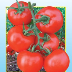 供应众盈蕃茄—番茄种子