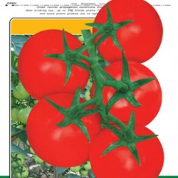 供应春宝番茄—番茄种子