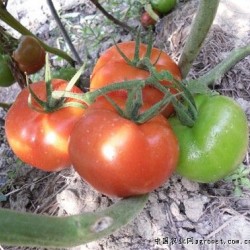 供应贝特—番茄种子