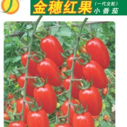 供应金穗红果——番茄品种