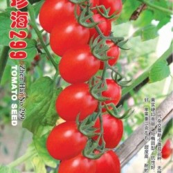 供应珍海299——番茄品种