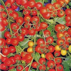 供应红珠——番茄种子