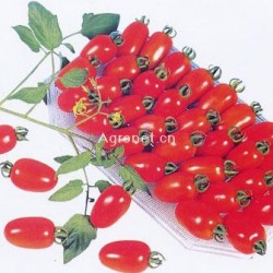 供应翠农——番茄种子