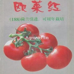 供应欧来红188—番茄种子