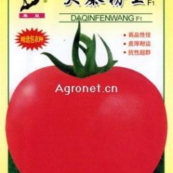 供应大秦粉王F1番茄—番茄种子