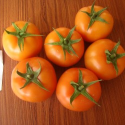 供应红艳603—番茄种子